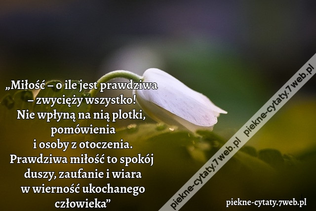 „Miłość – o ile jest prawdziwa – zwycięży wszystko! Nie wpłyną na nią plotki, pomówienia i osoby z otoczenia. Prawdziwa miłość to spokój duszy, zaufanie i wiara w wierność ukochanego człowieka” ~ piekne-cytaty.7web.pl