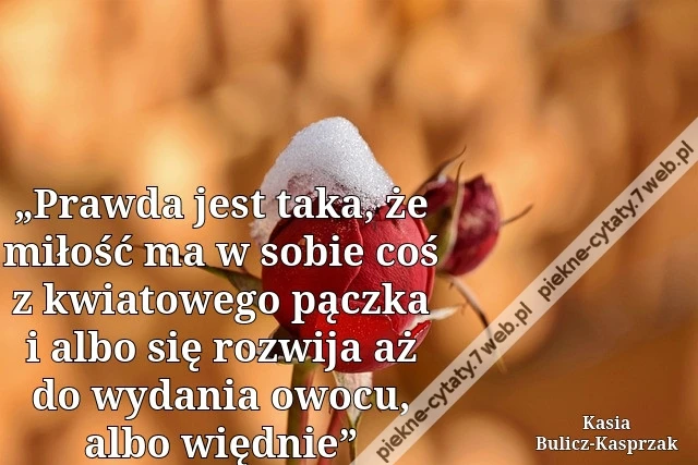 „Praw­da jest taka, że mi­łość ma w sobie coś z kwia­to­we­go pącz­ka i albo się roz­wi­ja aż do wy­da­nia owocu, albo więd­nie”